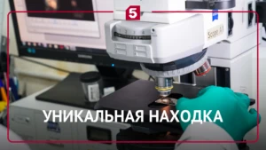 Тайная жизнь дальневосточных амеб: обнаружен микроскопический квартирант с изысканным в...