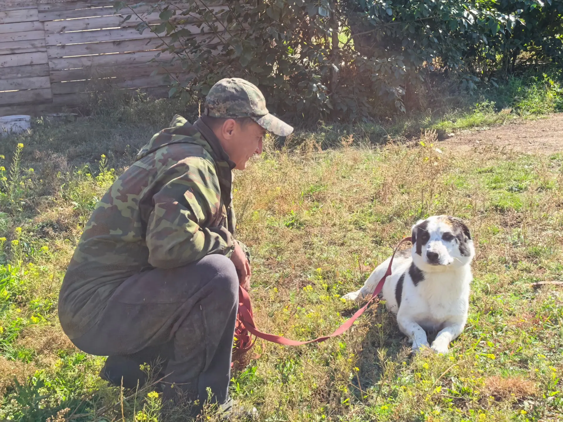 Он не хочет ходить на поводке