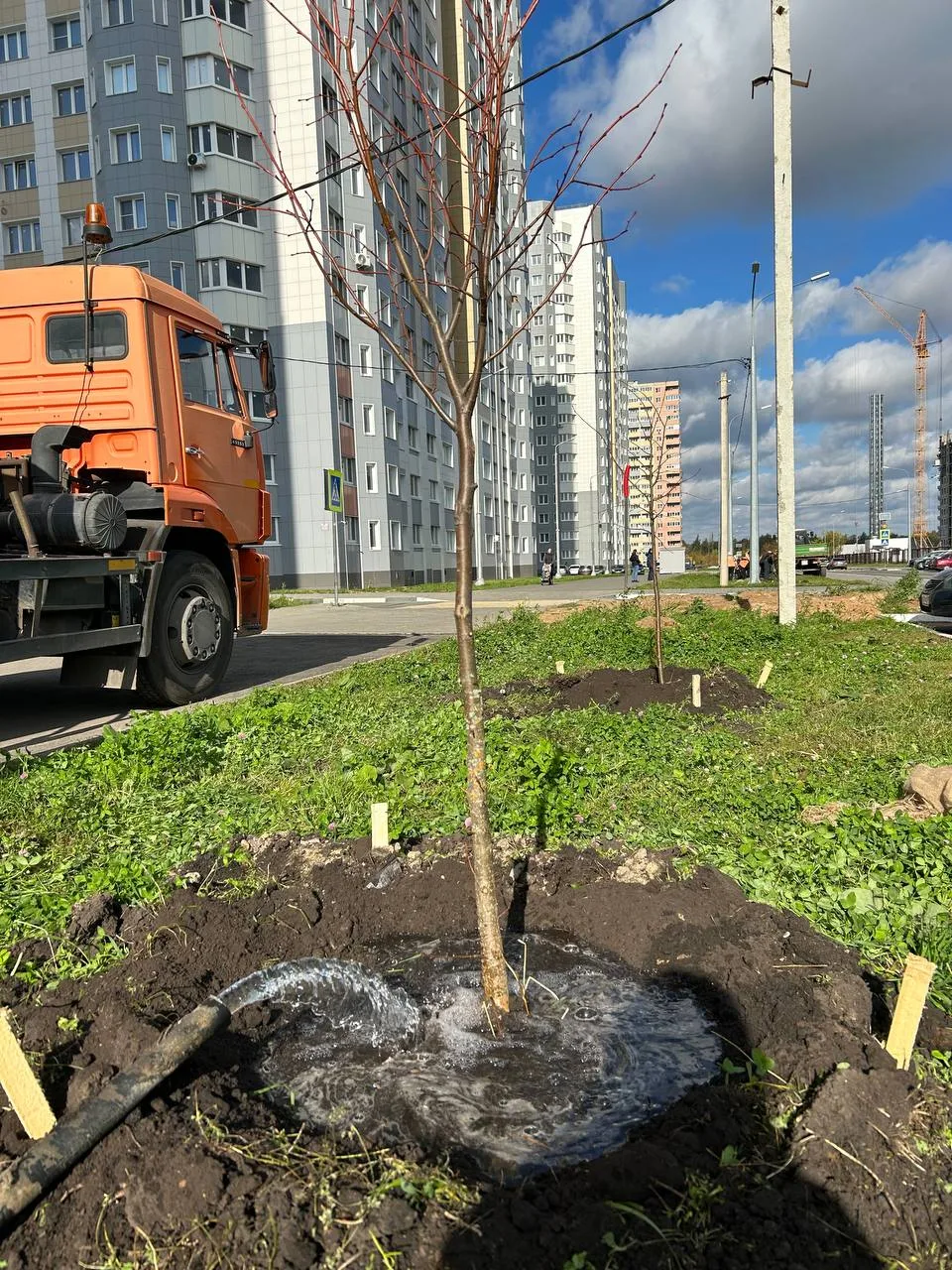 Во Взлётном высадили молодые липы