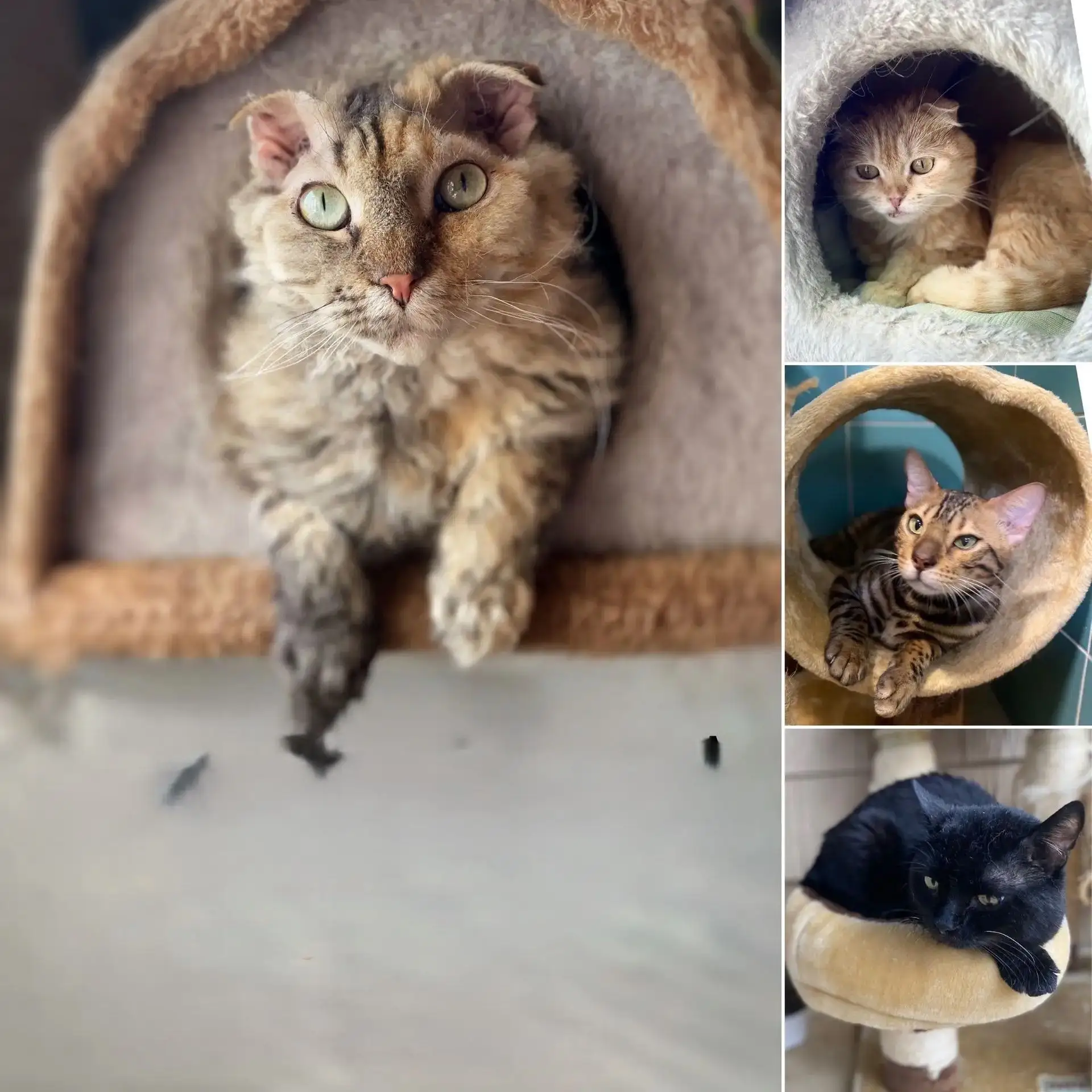 Дорогие ребята! Приют "Кошкин дом" благодарит всех вас, кто в прошлом учебном году прин...