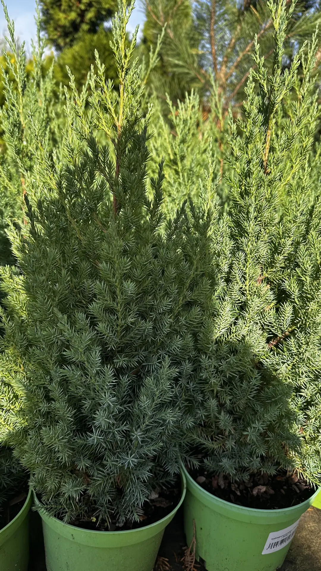 🌲 ВЕРТИКАЛЬНЫЕ ТУИ И МОЖЖЕВЕЛЬНИКИ 💚