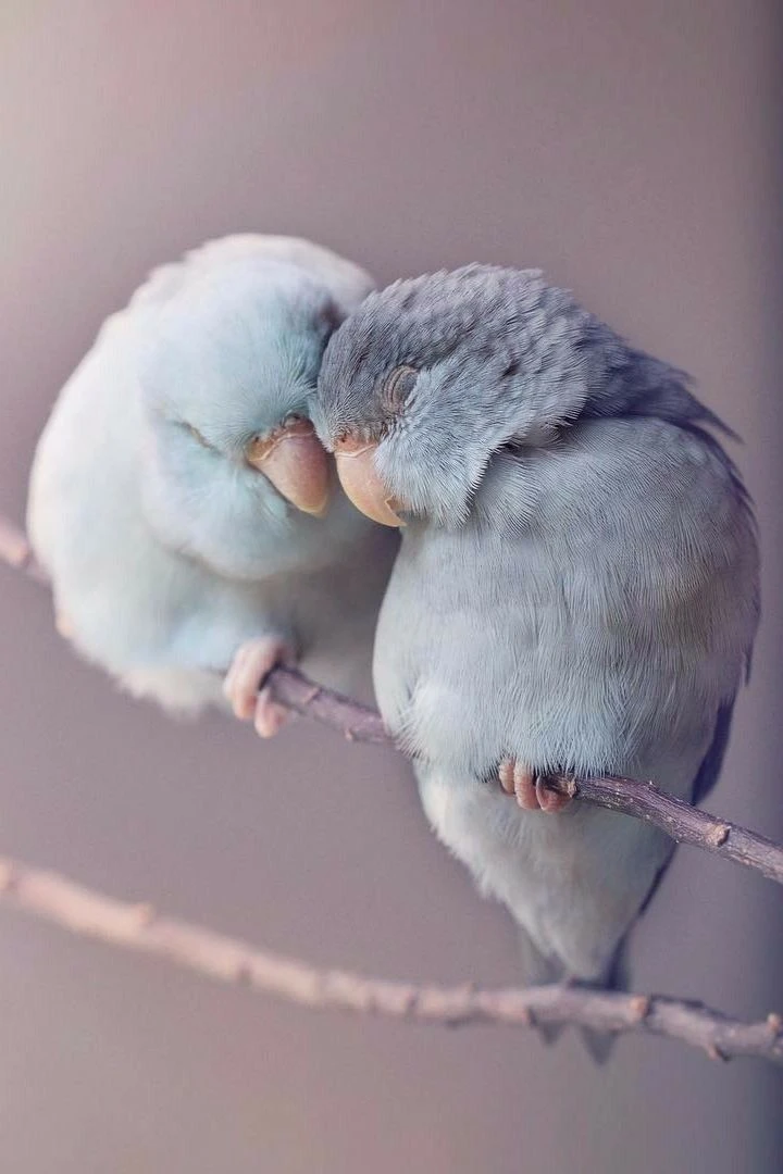 🍃🌸🍃🌸🍃🌸🍃