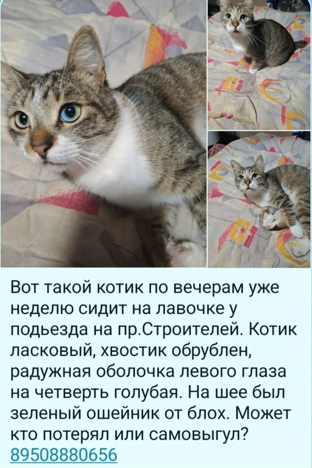 Иваново. 📣📣📣ПОТЕРЯШКА? САМОВЫГУЛ? ХОЗЯИН, ОТЗОВИСЬ! 📣📣📣📣📣📣