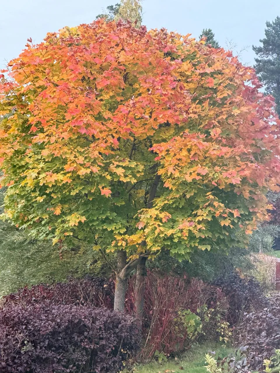 Вайб подмосковных выходных. Сегодня и так было 🍂