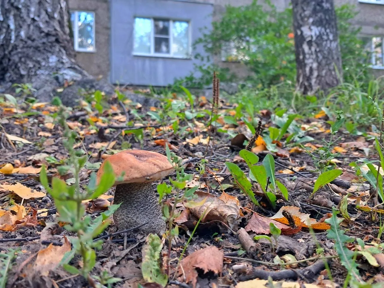 Где-то между листьев прячутся грибочки 🍄‍🟫