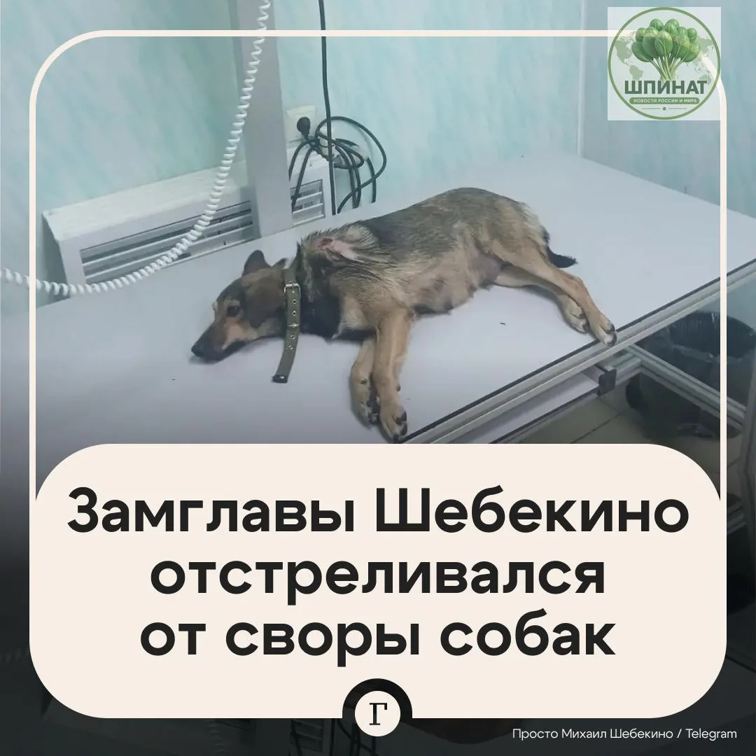 Губернатор заступился за белгородского чиновника, который выстрелил в бродячую собаку.