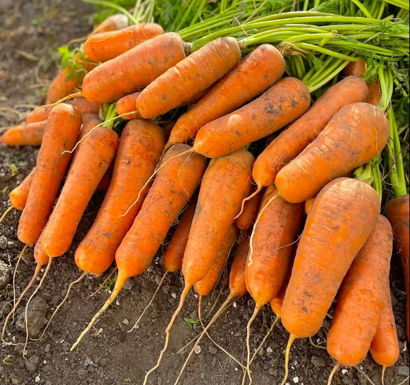 🥕 Готовимся сажать озимую морковь!