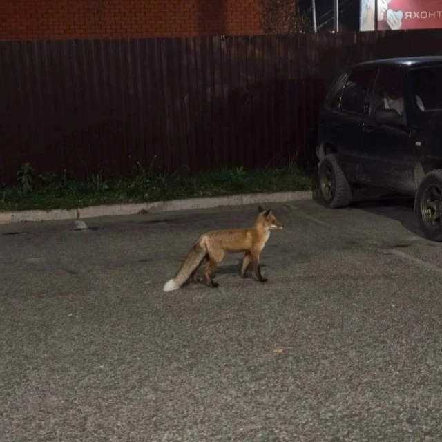 Лисичка забрела в Сыктывкар 🦊