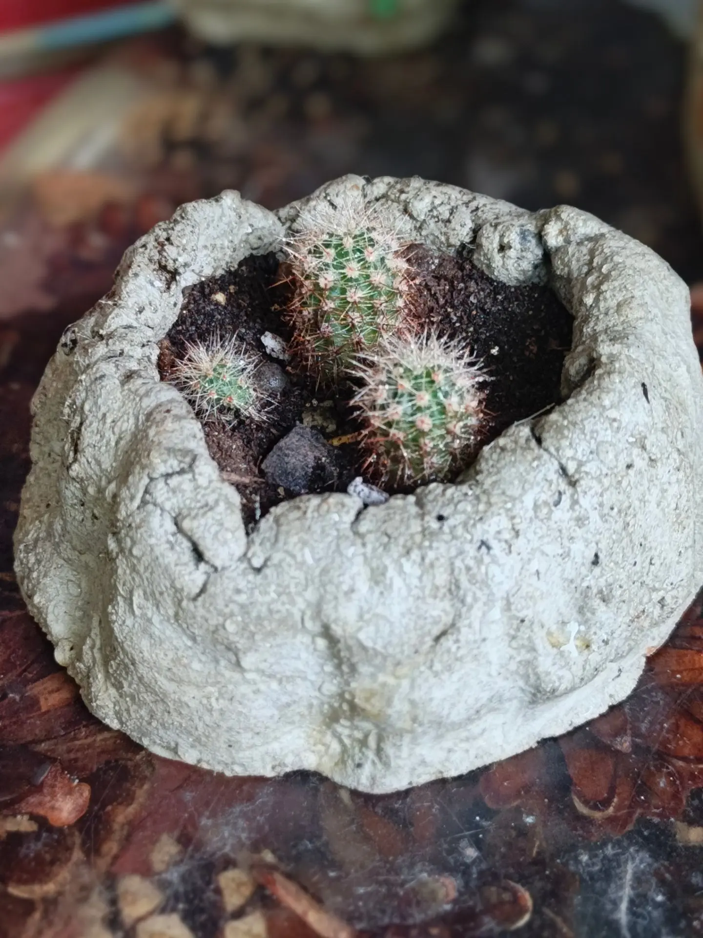 🌵кактусята🤗