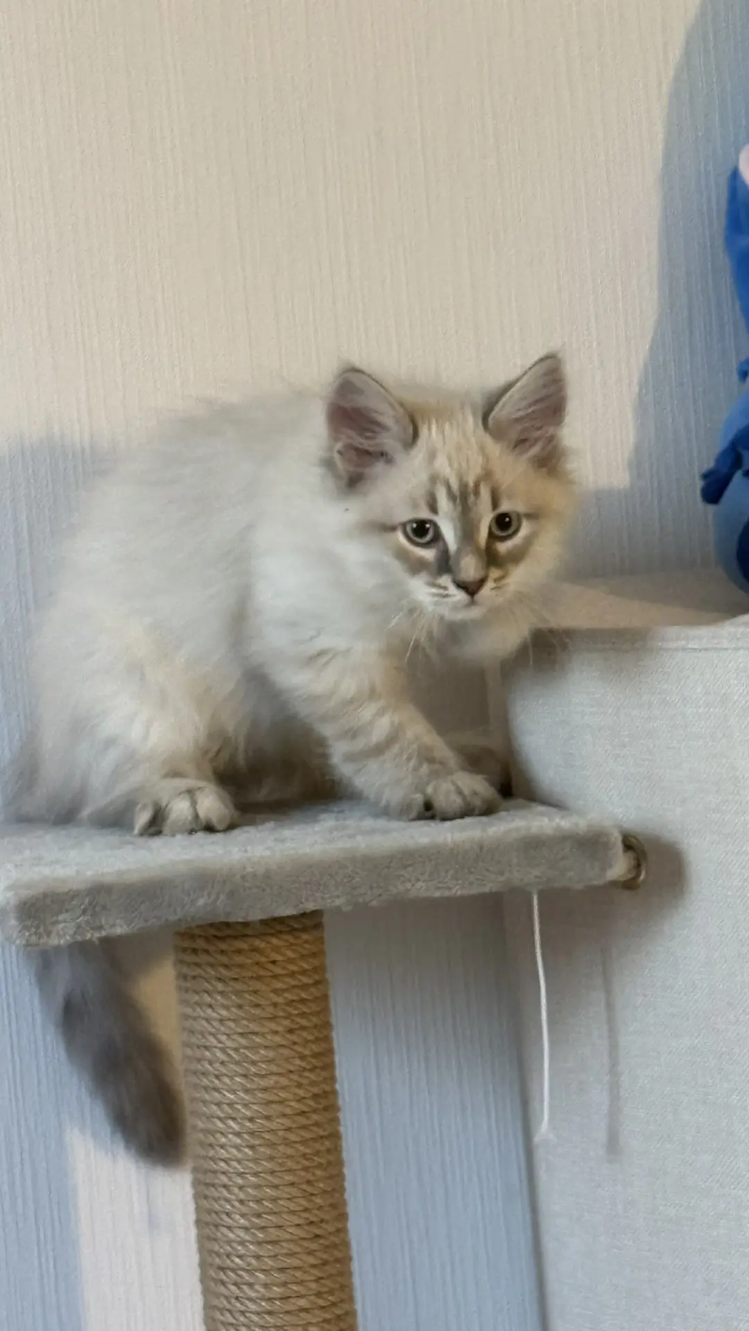 Пополнение 🐈