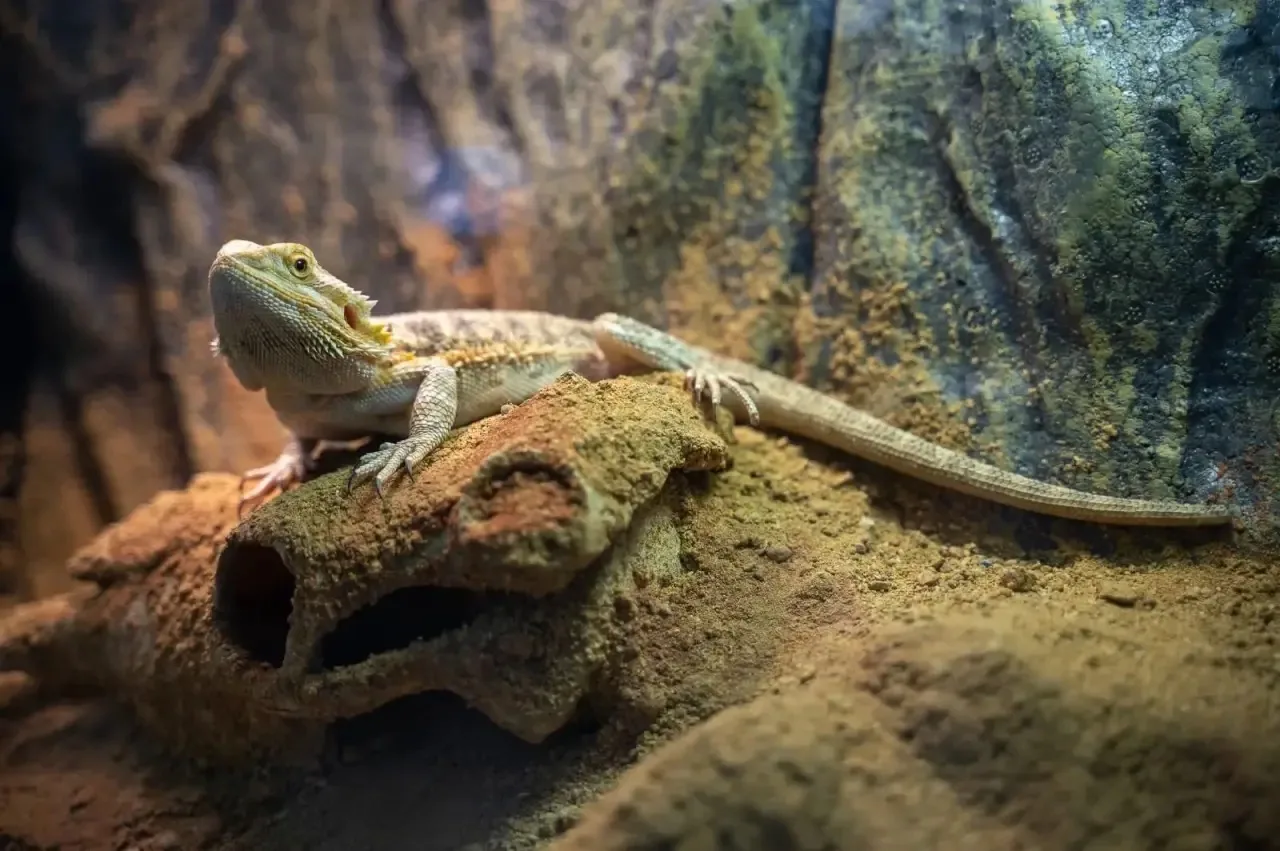 🦎 ЭТО ЭКЗОТИКА! И ВПЕРВЫЕ — В ЭТАЖАХ! 🔥