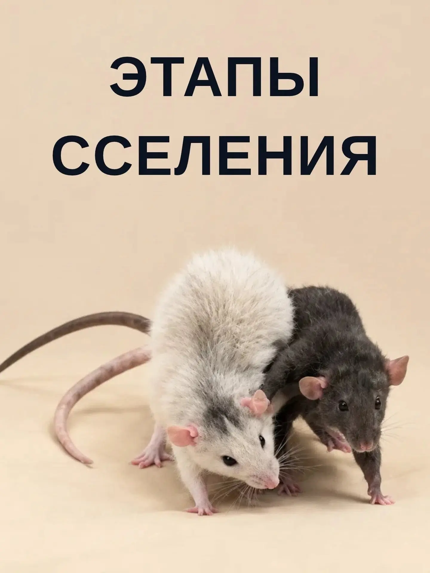 Вам нужно объединить две стаи в одну или подселить новичка? Разбираем этапы сселения кр...
