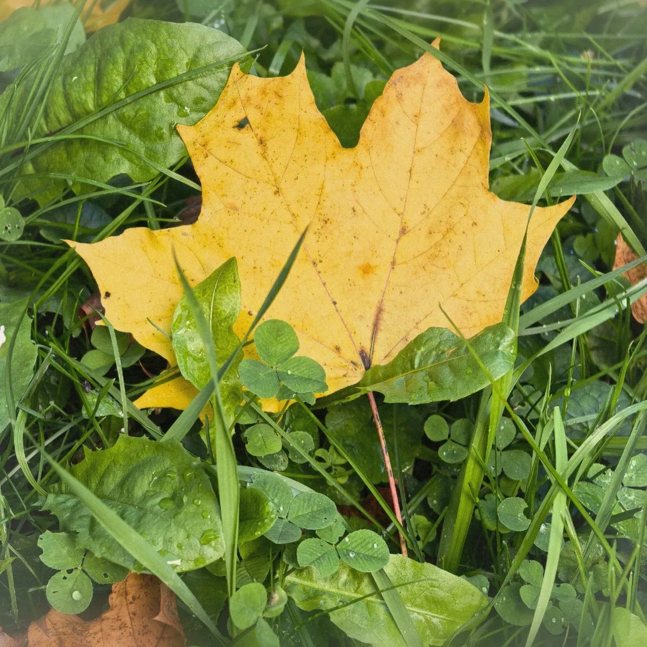 ☕ Доброе воскресное утро! 🍂