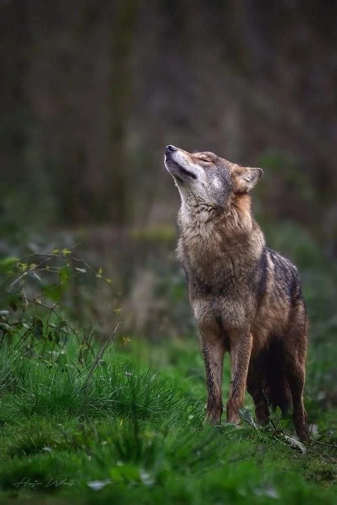 🐺В Подмосковье началось массовое нашествие волков.