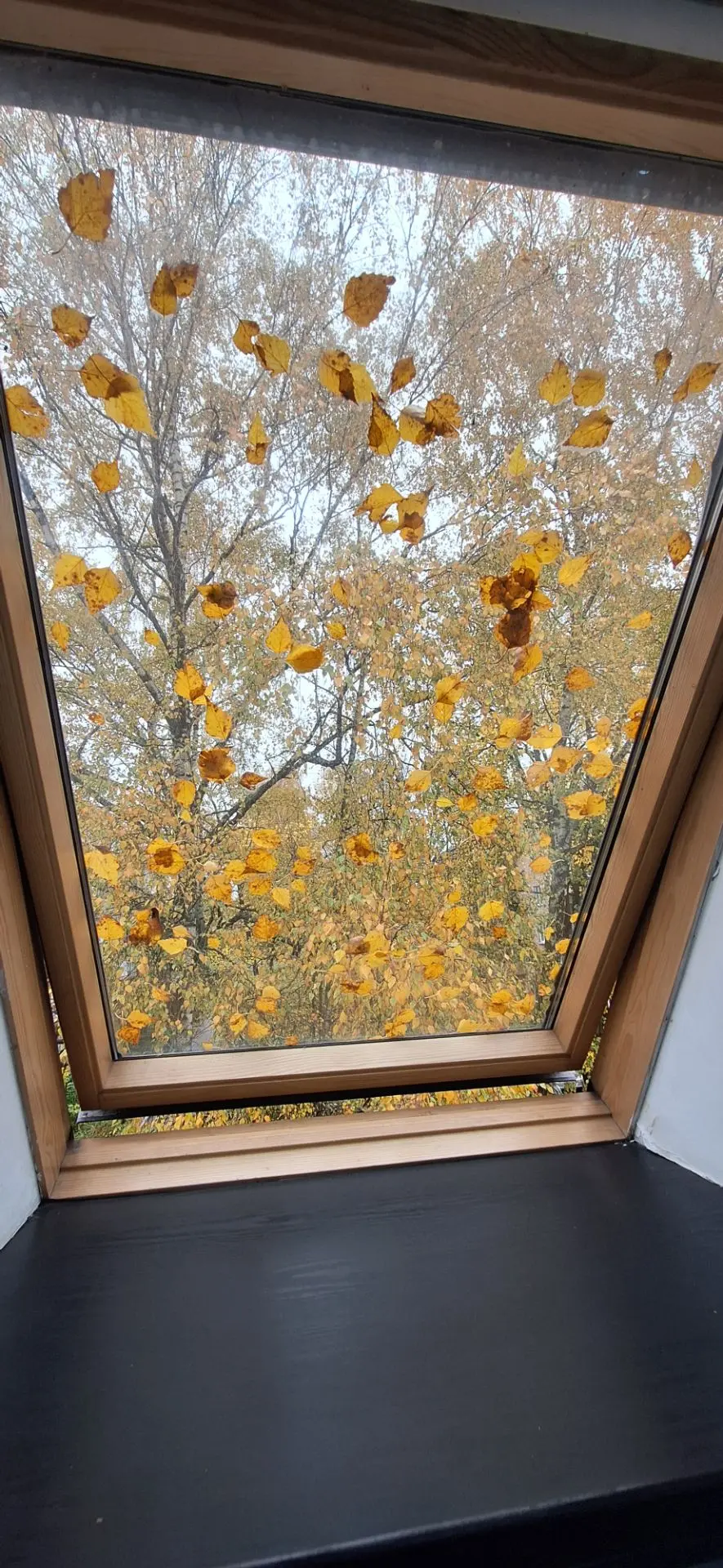 🍁🍁🍁
