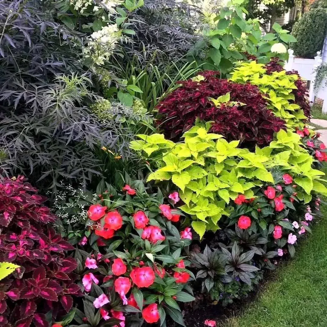 Колеусы и бальзамины в цветнике 🌺