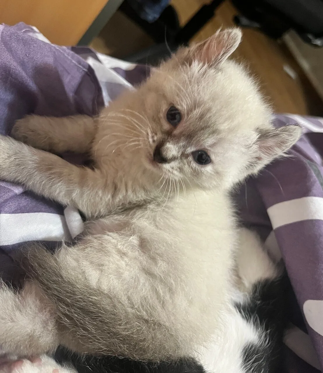 Отдам котёнка, кот, Донецк