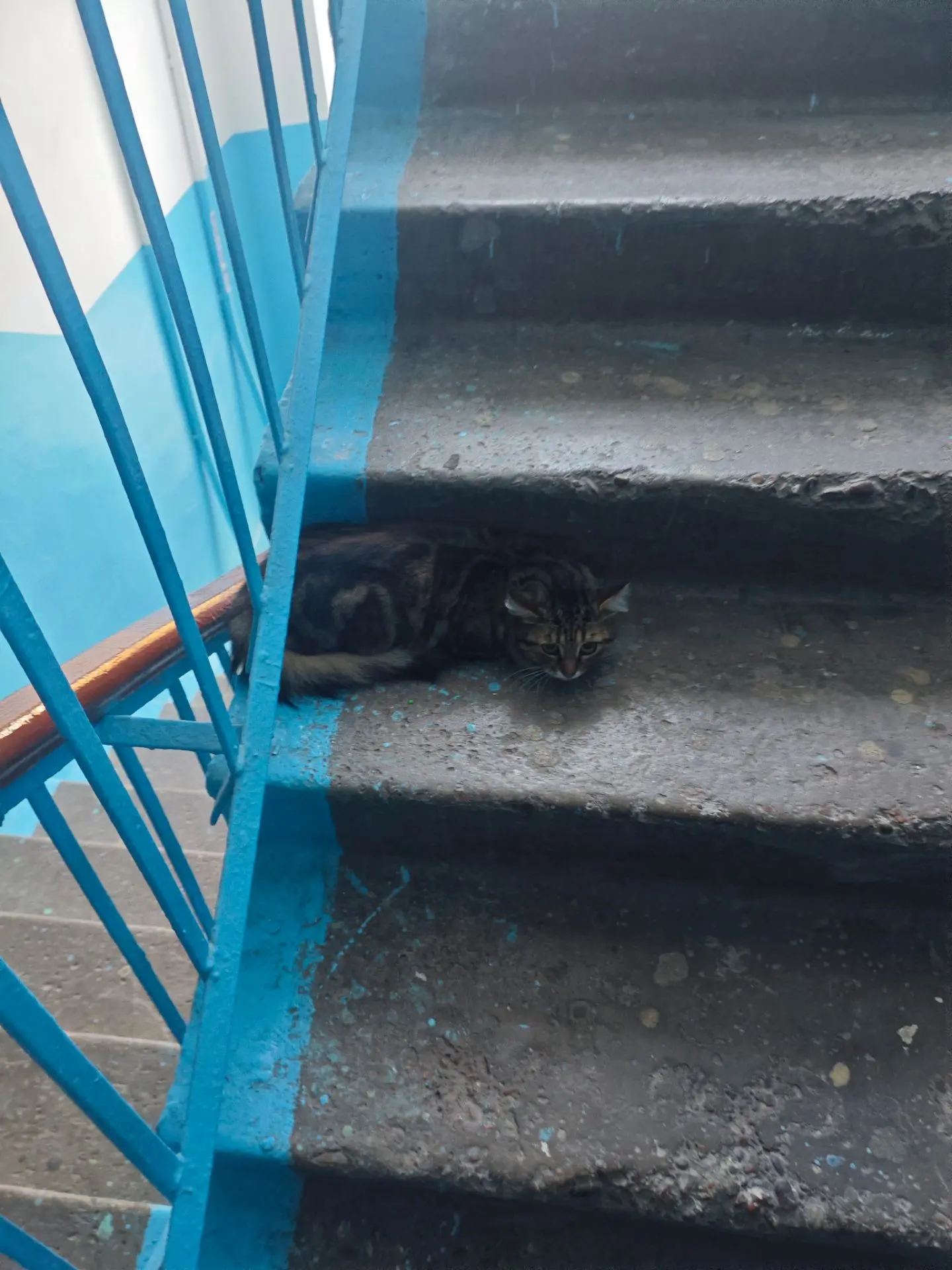 2 потеряшки видно что домашние обе сейчас в 3 и подъезде Худайбердина 130
