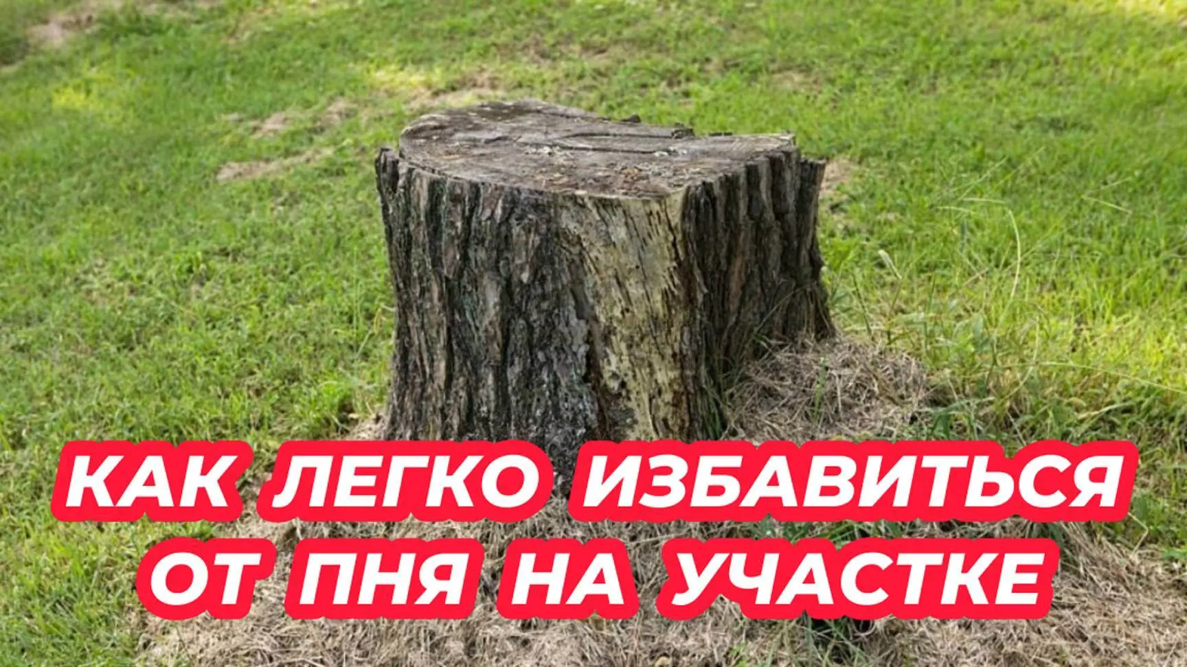 ​Как легко избавиться от пней на участке