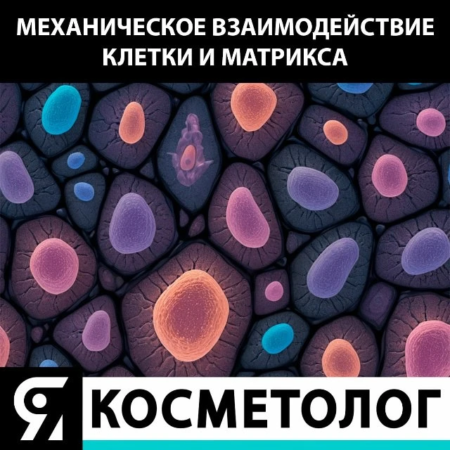 Наличие внутри клетки собственного механического каркаса способствует формированию един...