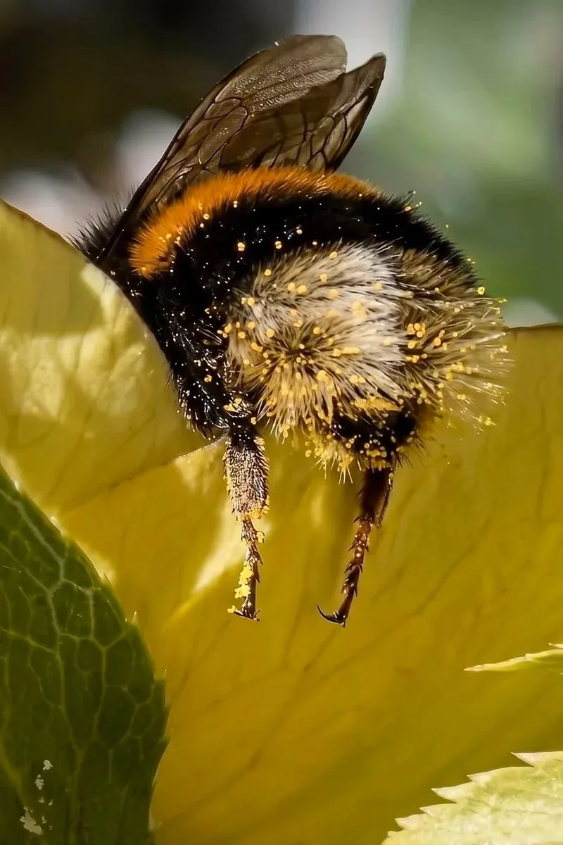 ©️🐝