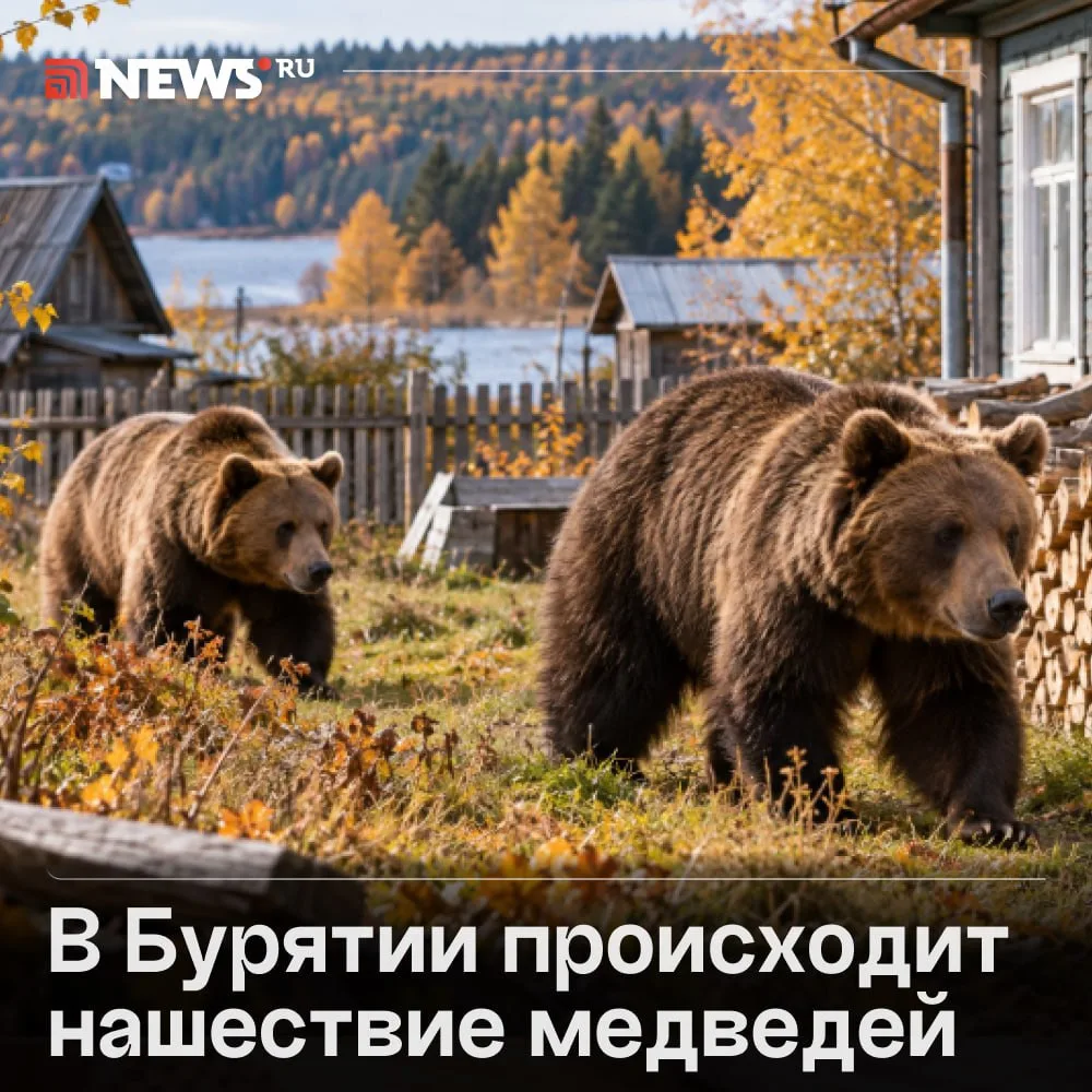 51 медведя, шедшего к людям, ликвидировали за неделю в Бурятии.