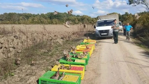 Тысячу фазанов выпустили в дикую природу в двух районах Кубани