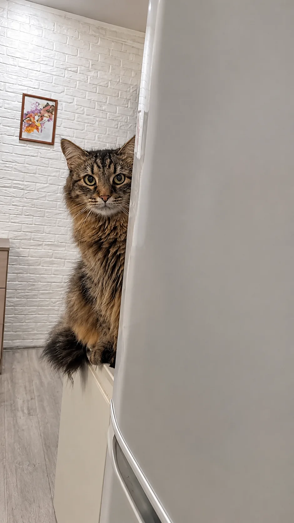 НИКОГДА не ходите ночью на кухню в одиночку! Особенно если у вас есть кот! ‍