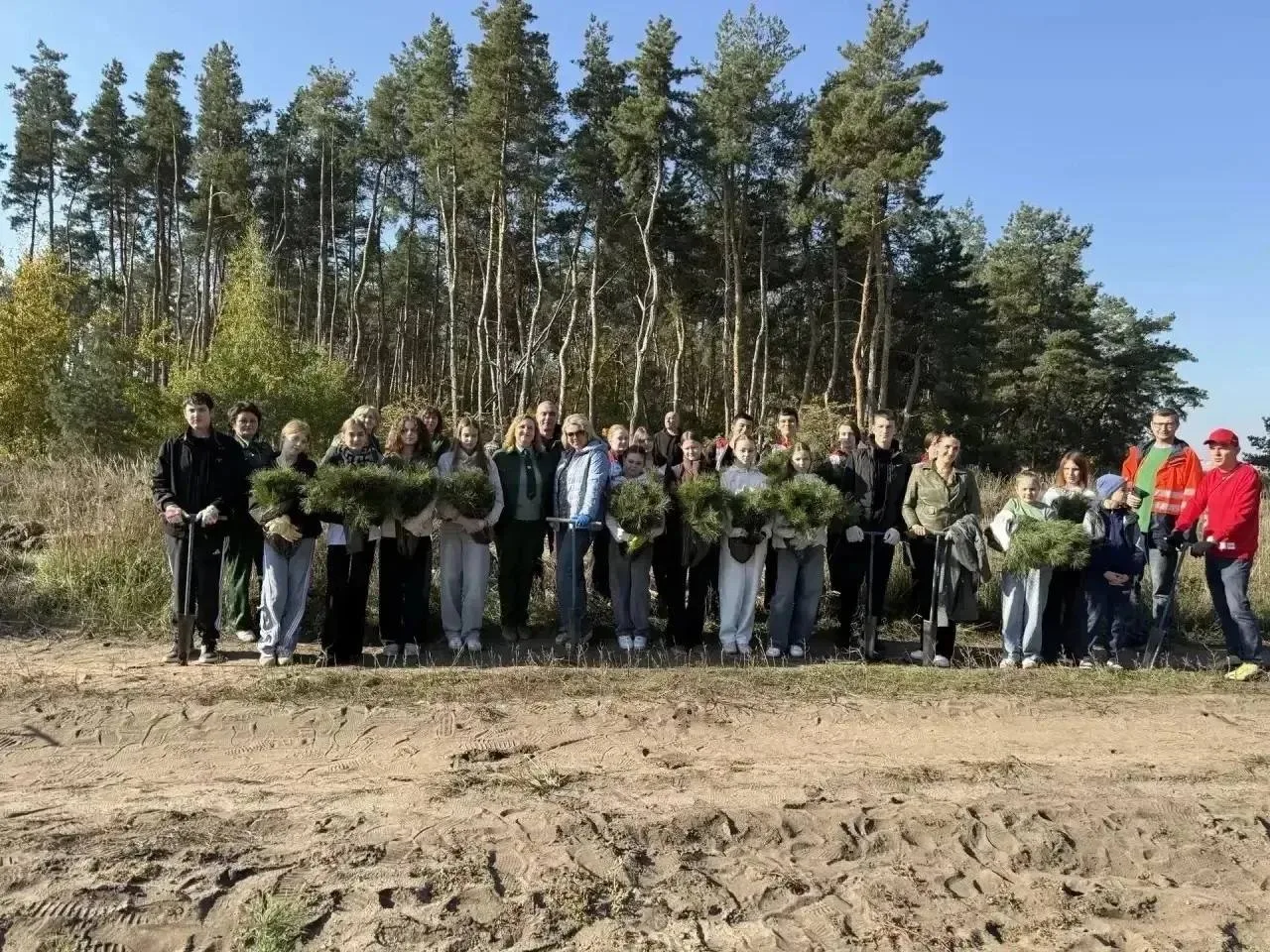 🌲 В Лискинском районе высадили 3100 сосен на месте пострадавшего от пожаров леса.