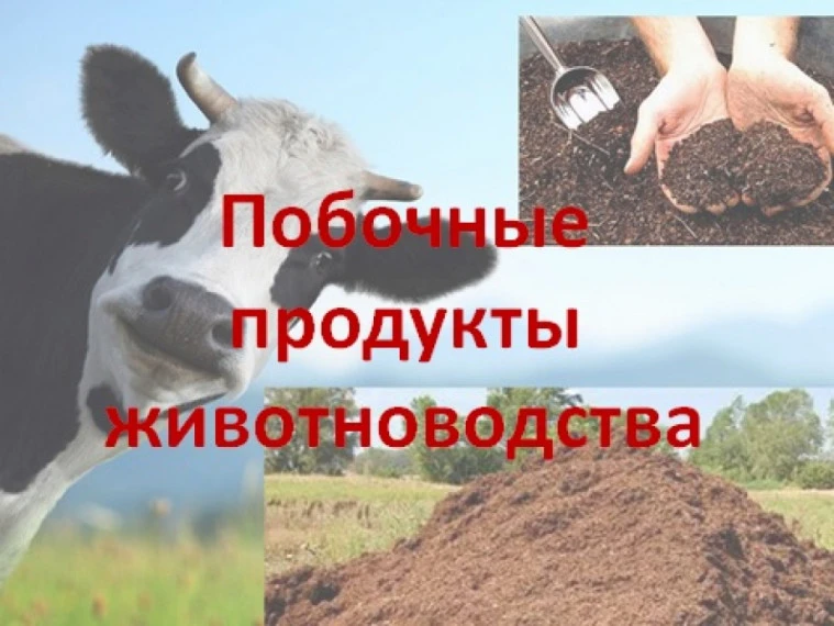 О приеме уведомлений об отнесении веществ, образуемых при содержании сельскохозяйственн...