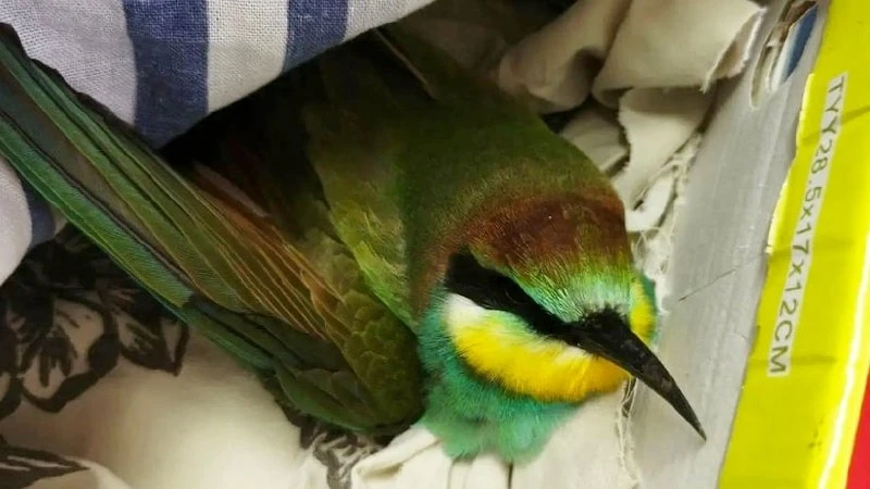 В Ровенском районе специалисты лечат золотистую щурку, которая впала в крайнее истощени...
