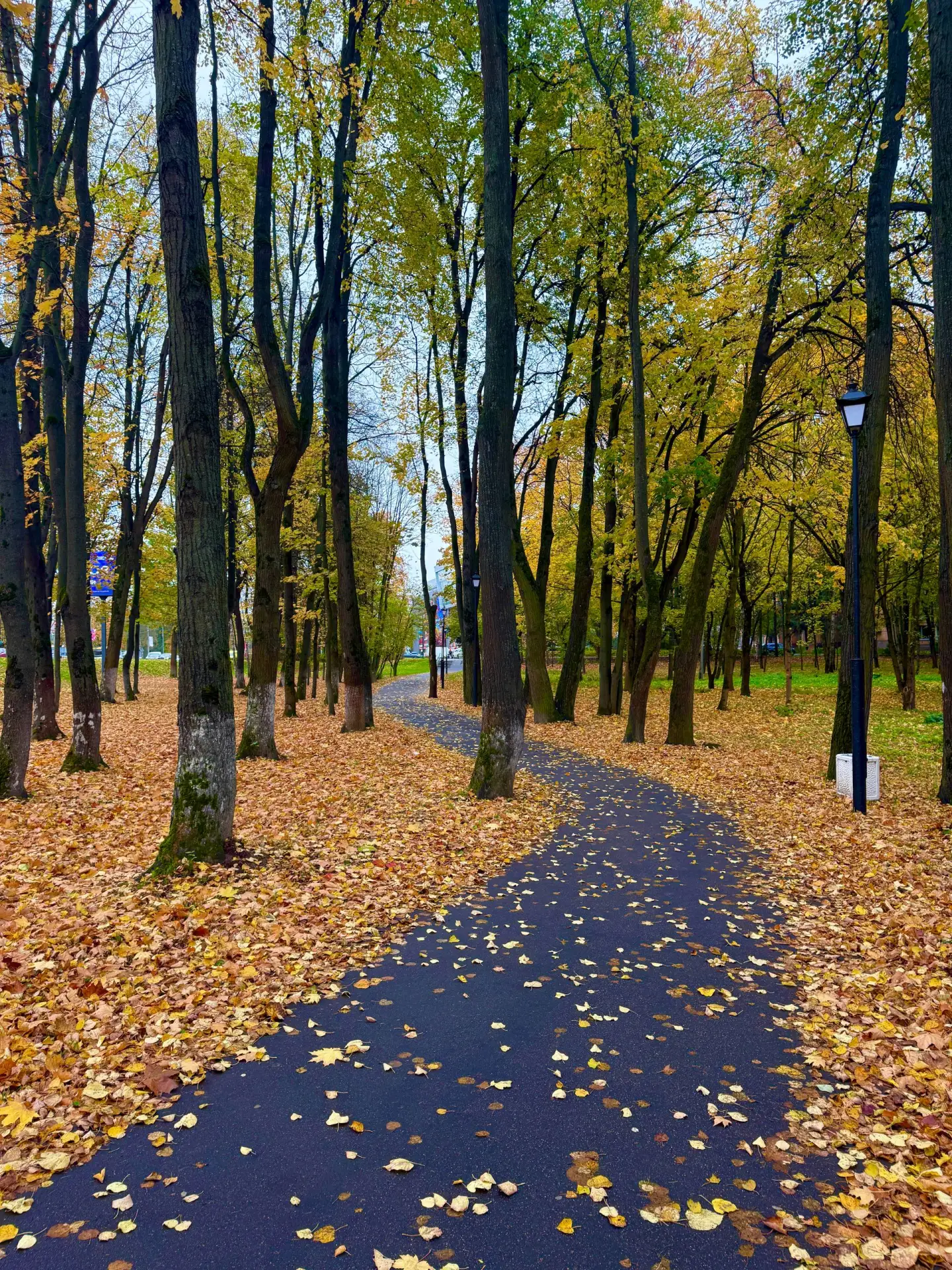 Золотые деревья, яркие листья и уютная осенняя атмосфера. Красногорск сейчас особенно к...