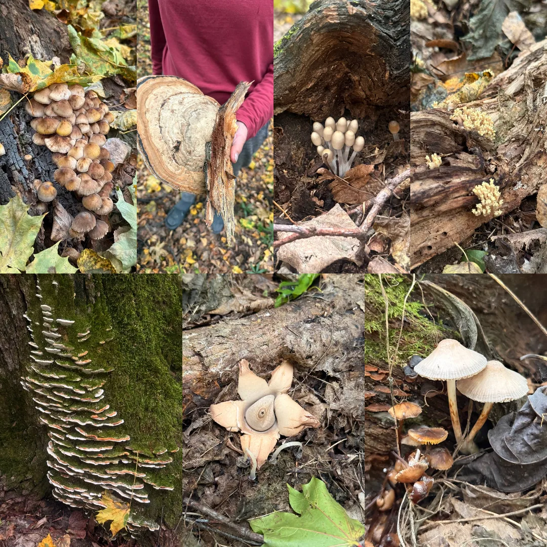 Наши корзины почти пустовали 🍄🍄‍🟫, но галереи телефонов буквально ломились от находо...