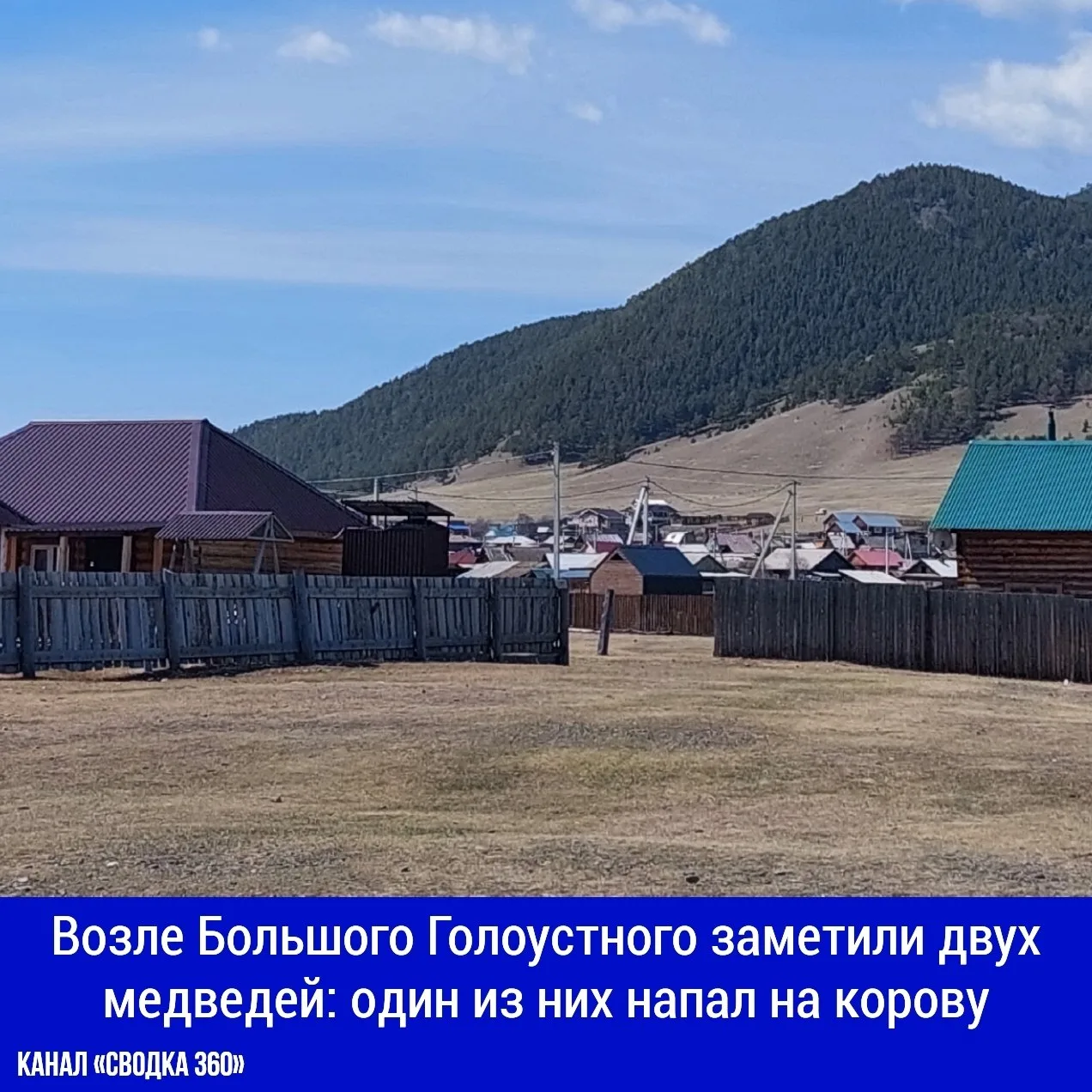 Медведей обнаружили на закрытом маршруте Прибайкальского национального парка, в местнос...