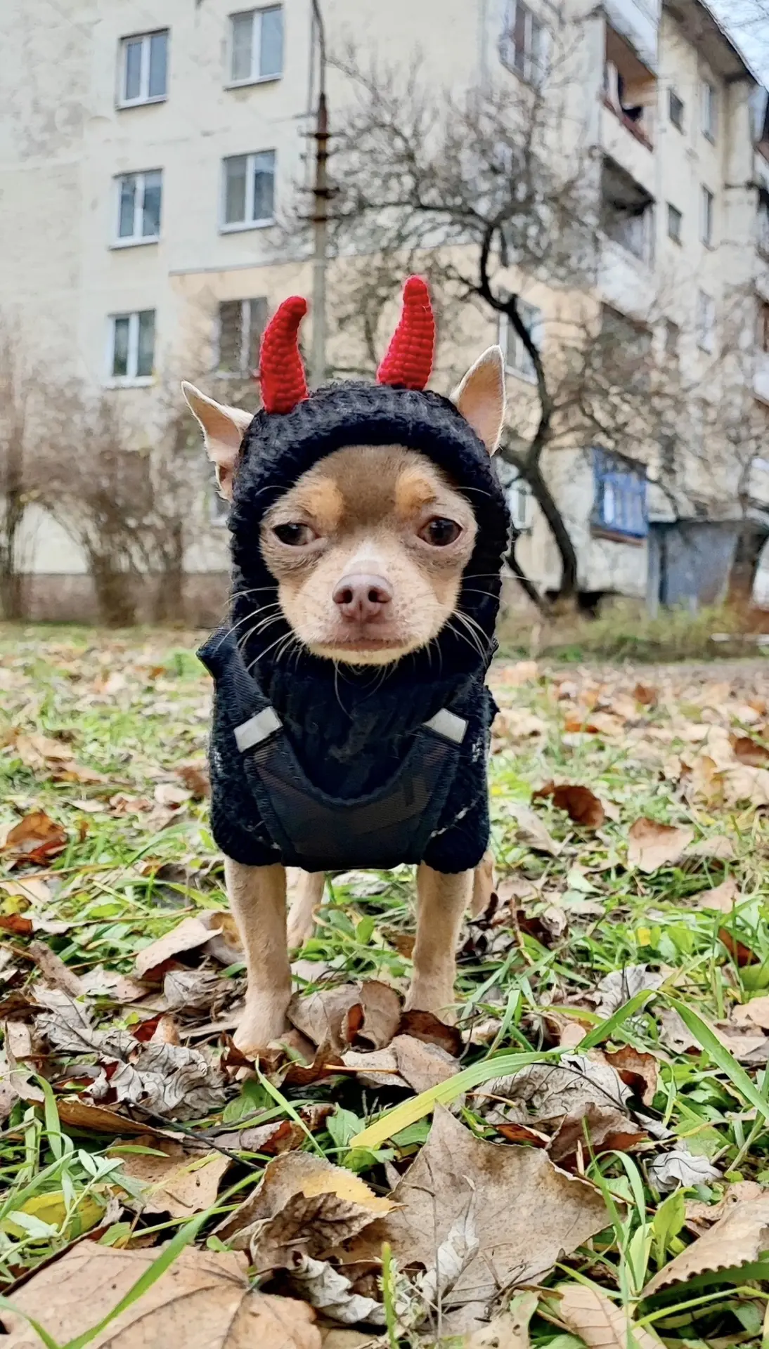 🐾👌🏻😁