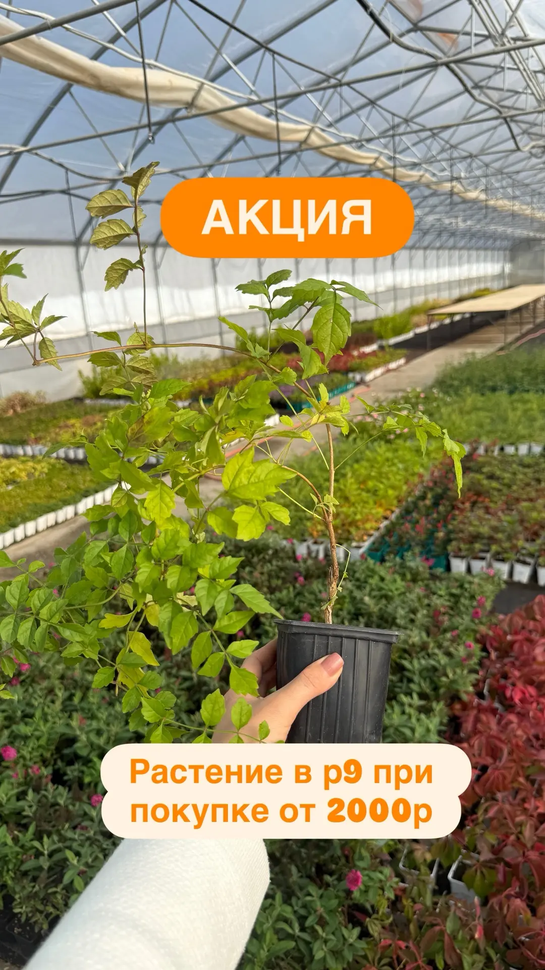 АКЦИЯ. С сегодняшнего дня и пока не закончатся подарки 🎁 у нас можно получить растение...