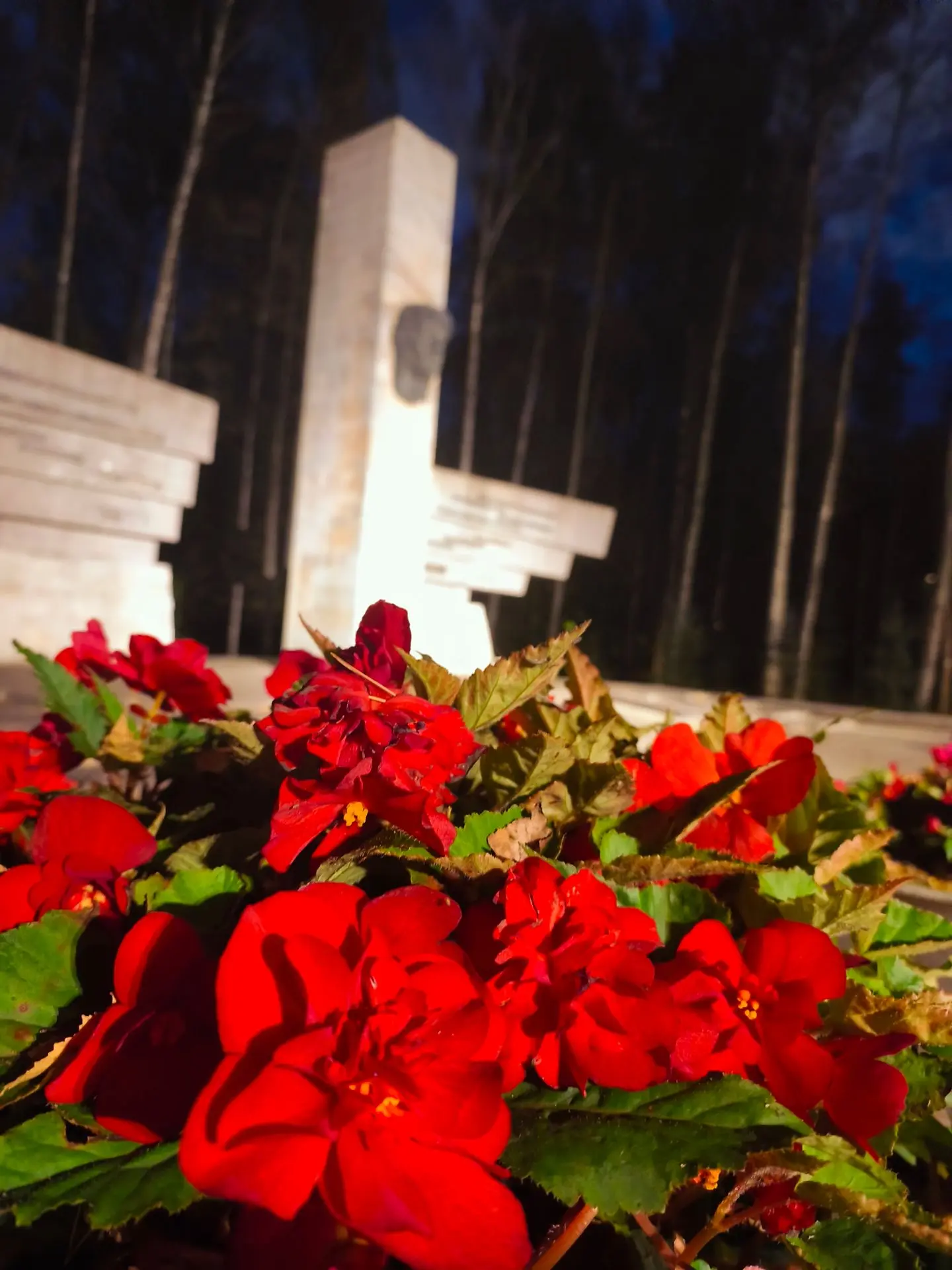 🌺 В этом году в парке невероятно пышно цветёт ярко-алая бегония. Даже в середине осени...