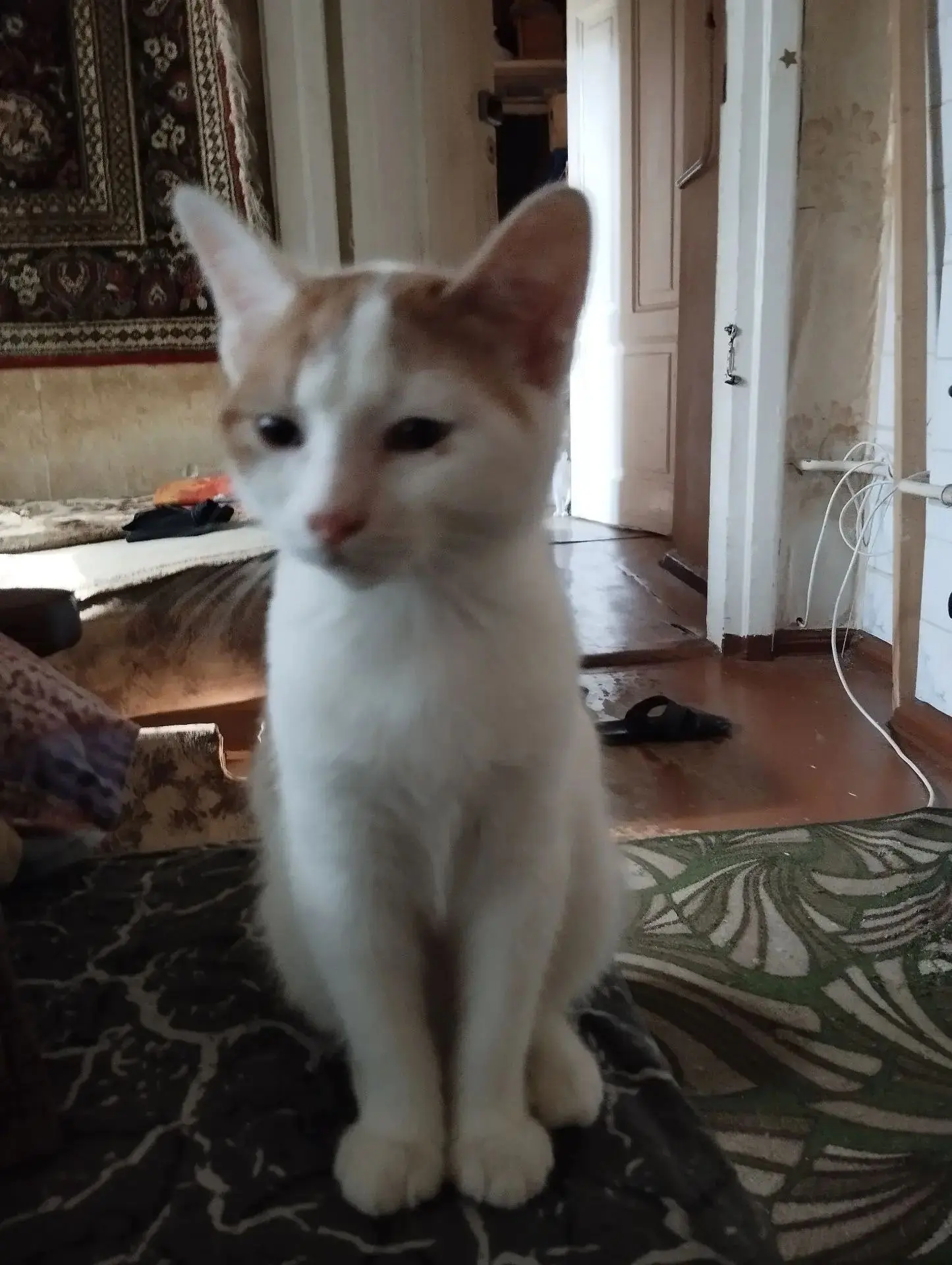 ❤️ Отдам в добрые руки чудесного котика! ❤️