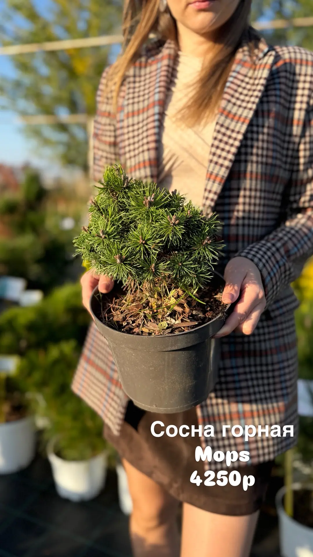 Полный обзор по соснам в контейнерах 😍 Есть доступные видовые сосны от 1200р и целая к...