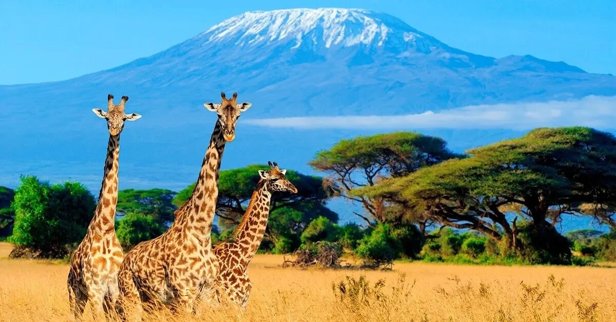 🦒 Из Москвы могут запустить прямые рейсы в Найроби. Прямые перелёты должны привлечь бо...