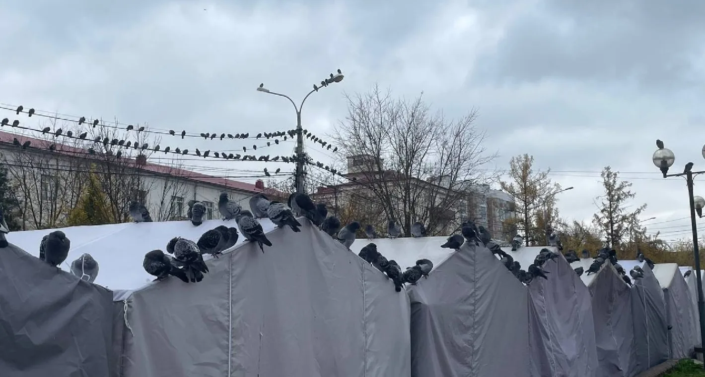город поработили голубки)) всем любви мои хорошие