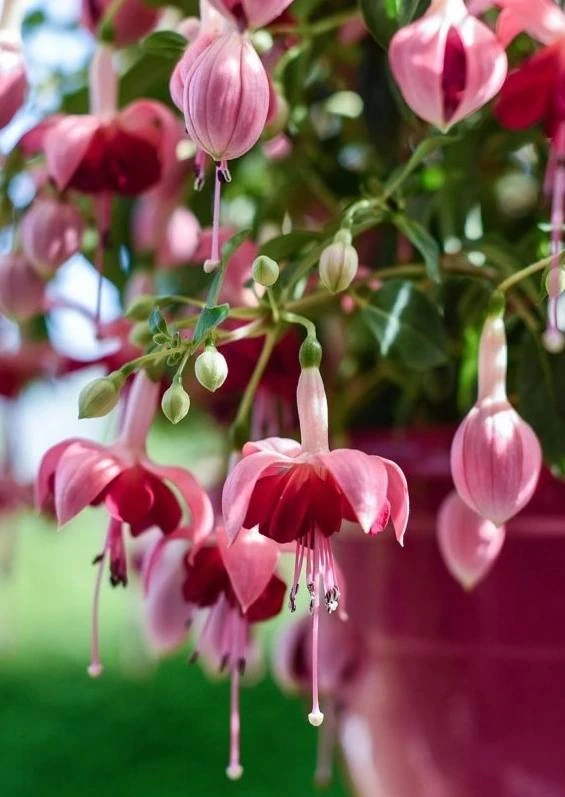 Красота фуксии 🌸