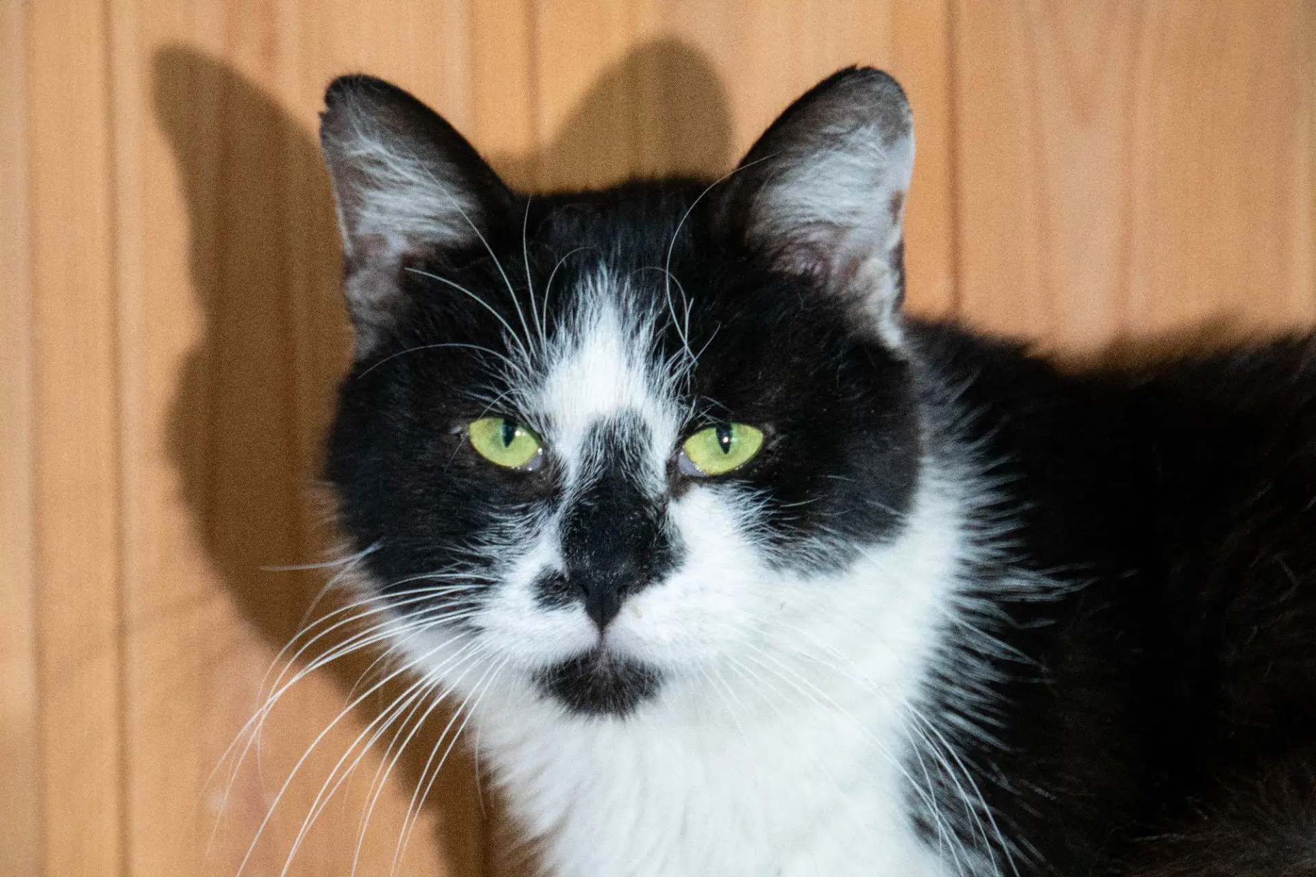 🐱 Все котики по-своему уникальны, у каждого из них неподражаемый характер и особенная ...