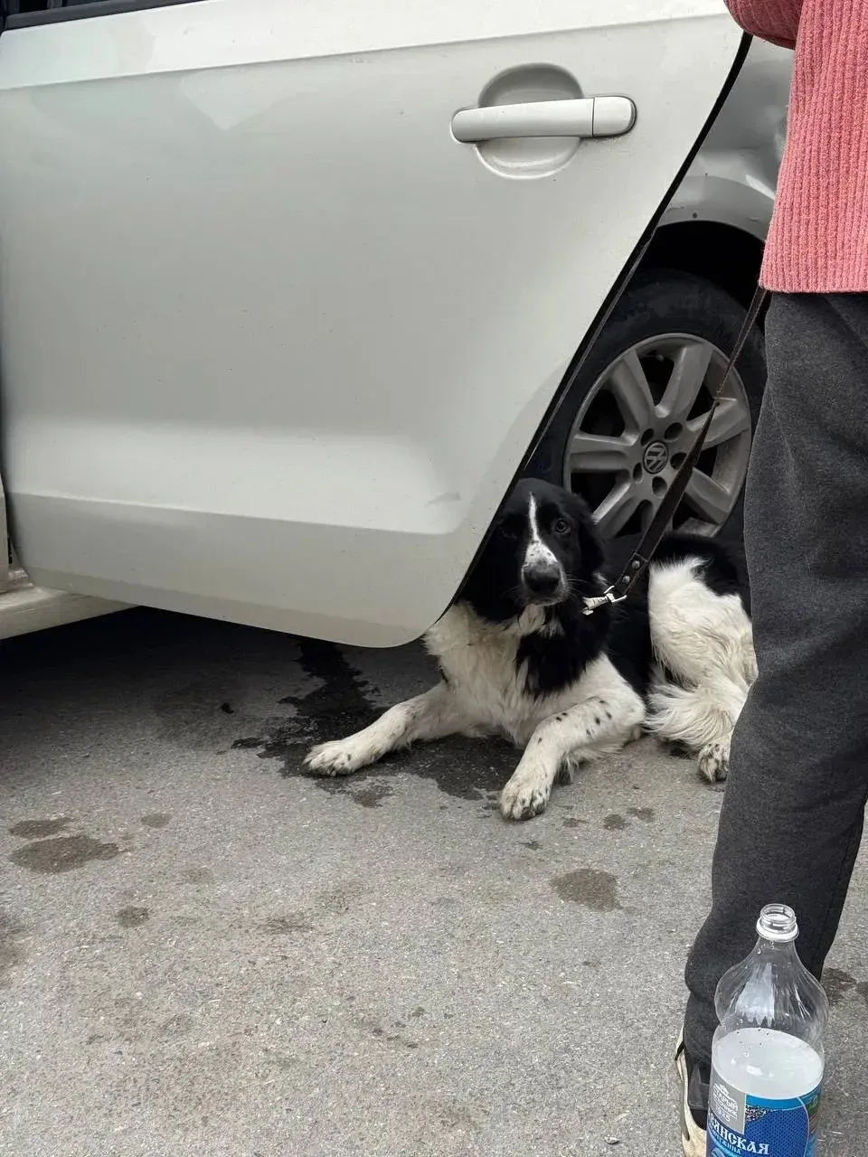 🐕 В Новосибирске водитель сбил собаку и потребовал у хозяйки оплатить повреждённый бампер