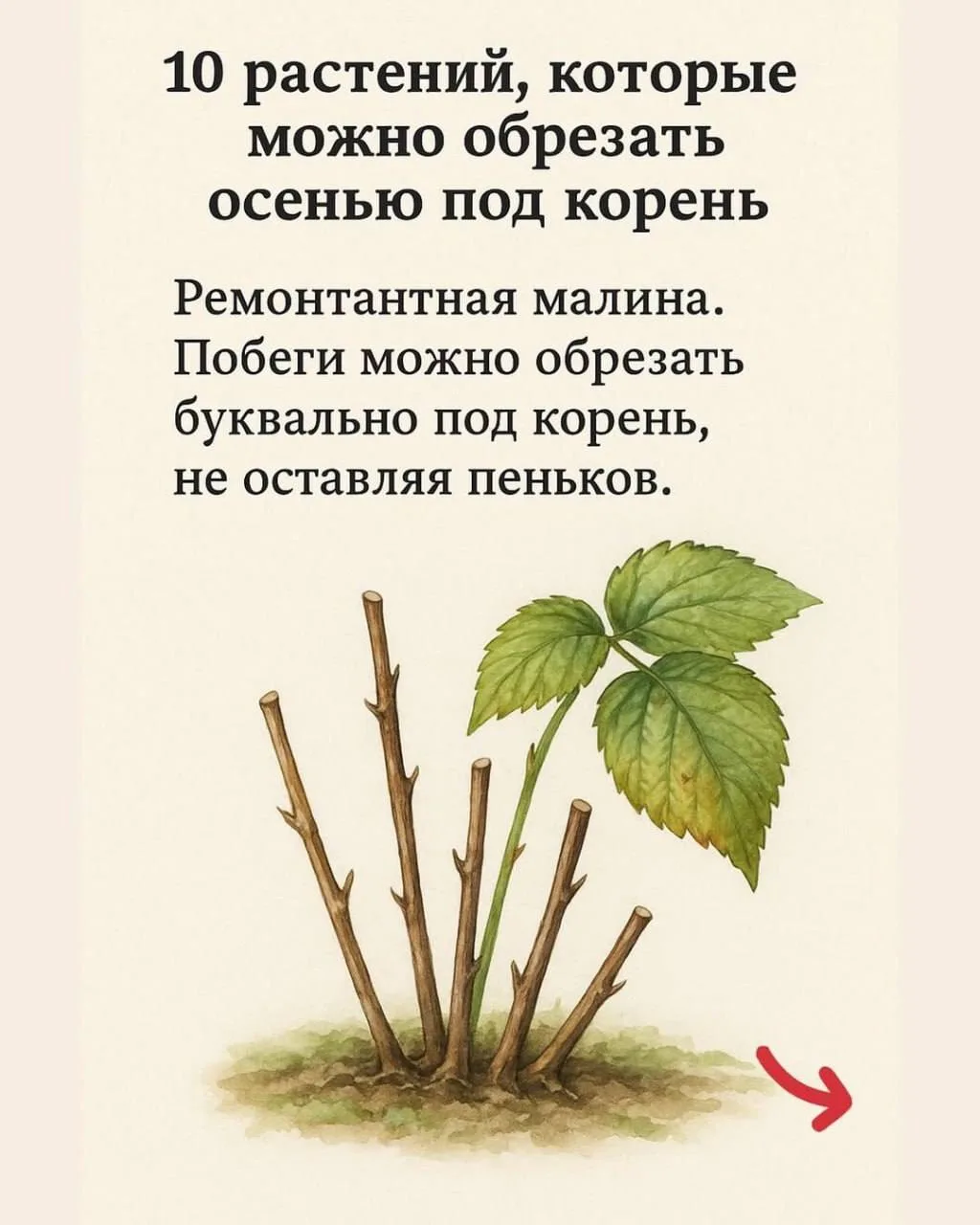 10 растений для осенней обрезки под корень 🌿