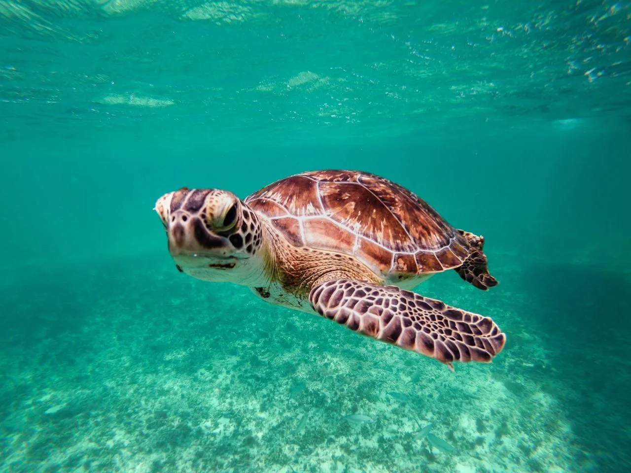 🐢 А теперь покатай меня, большая черепаха!