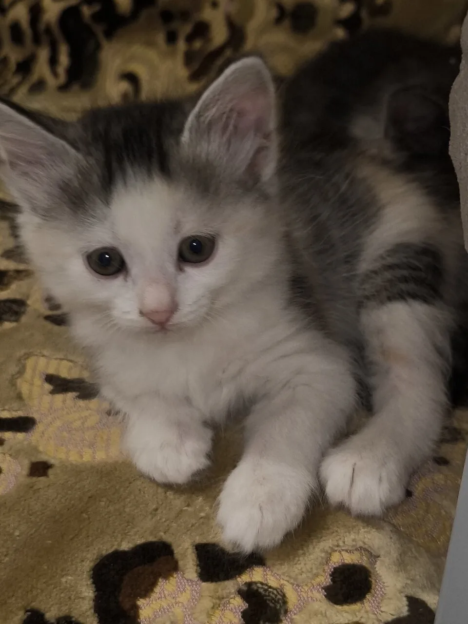 Отдам котят в добрые руки, Донецк