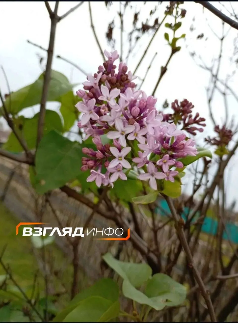 Тёплая осень дает о себе знать: в Курагино у местного ДК зацвела сирень.