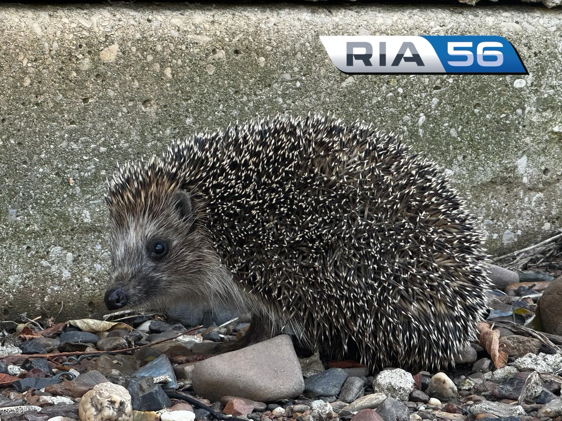 🦔 Колючие хлопоты: чем занимаются ёжики осенью?🍂