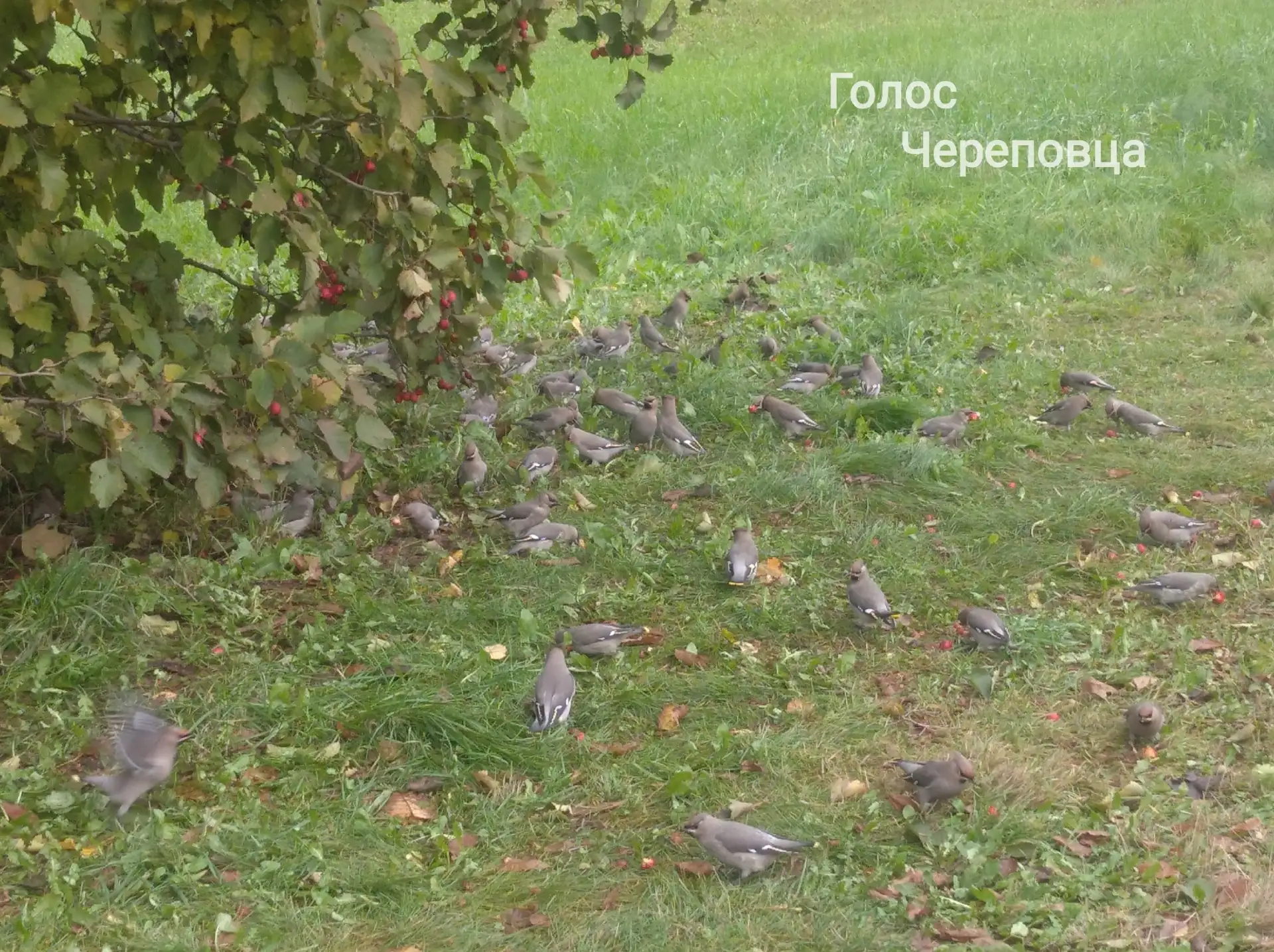 🐦Десятки красивых серых пташек (похожи на зябликов, но мы не уверены) прилетели полако...